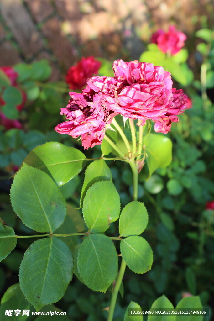 月季花 