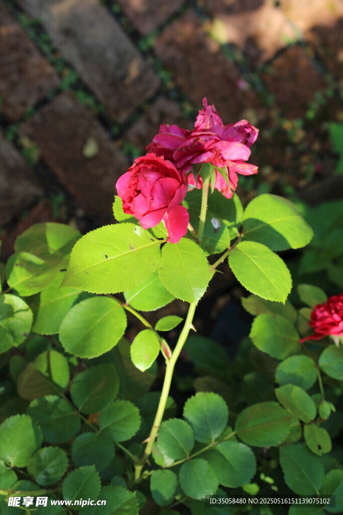 月季花 