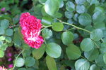 月季花 