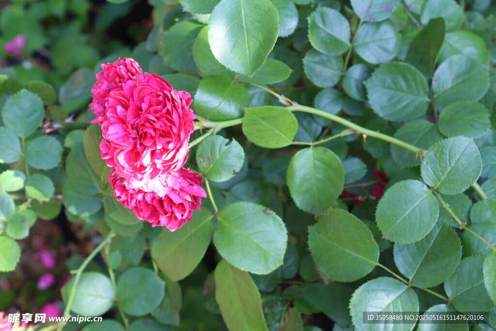 月季花 