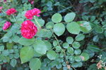 月季花 