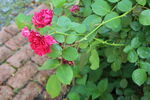 月季花 