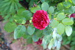 月季花  