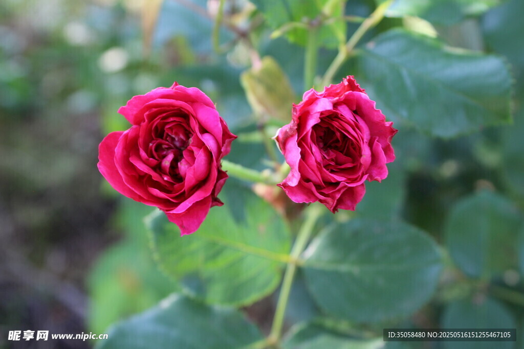 月季花 