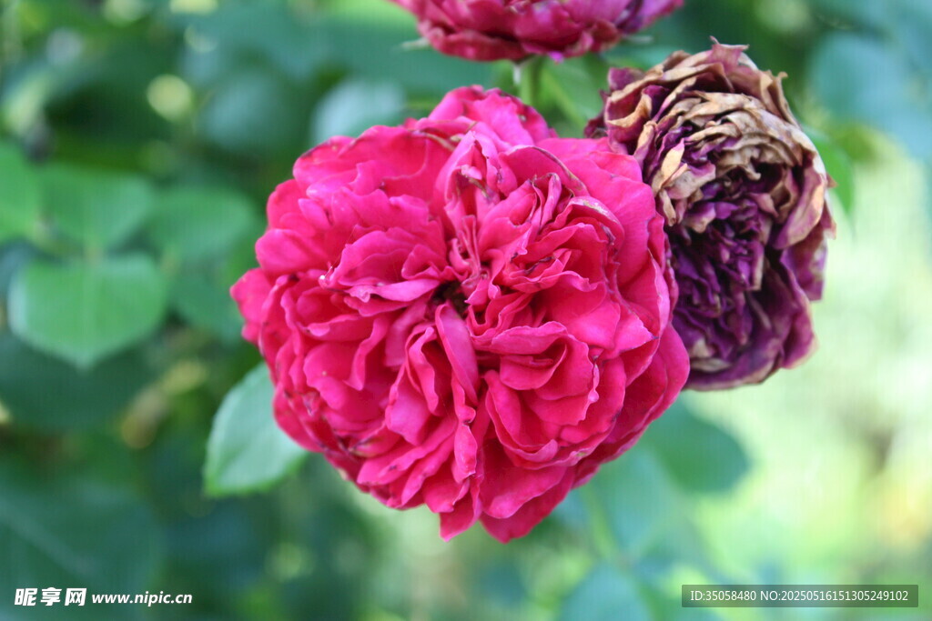 月季花 