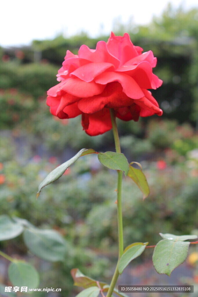 月季花 