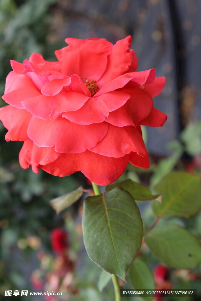 月季花  