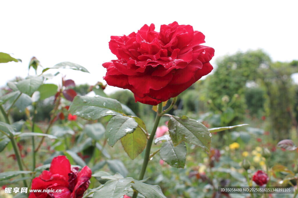 月季花  