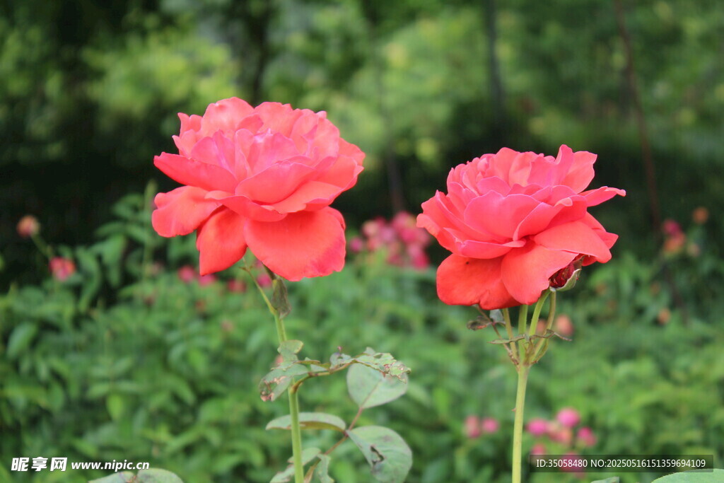 月季花  