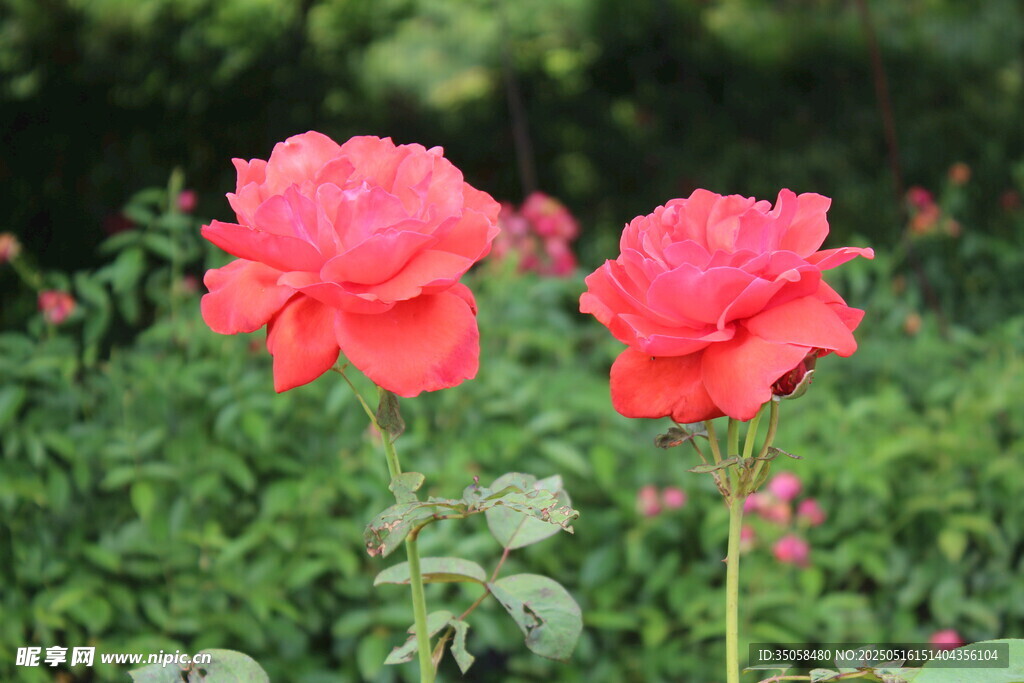 月季花 