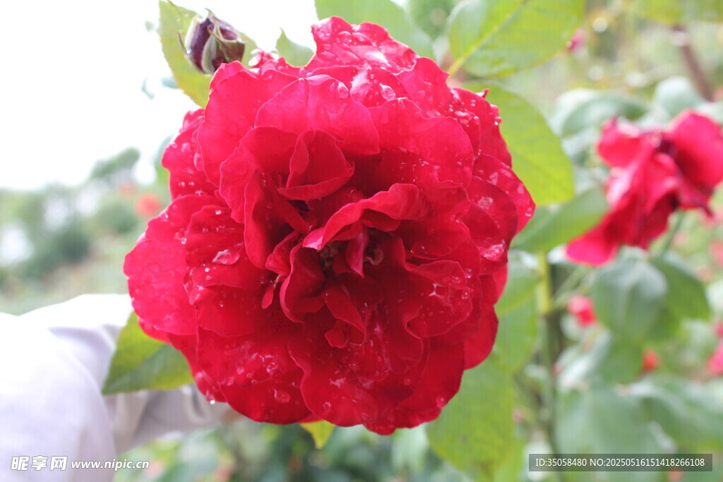 月季花  