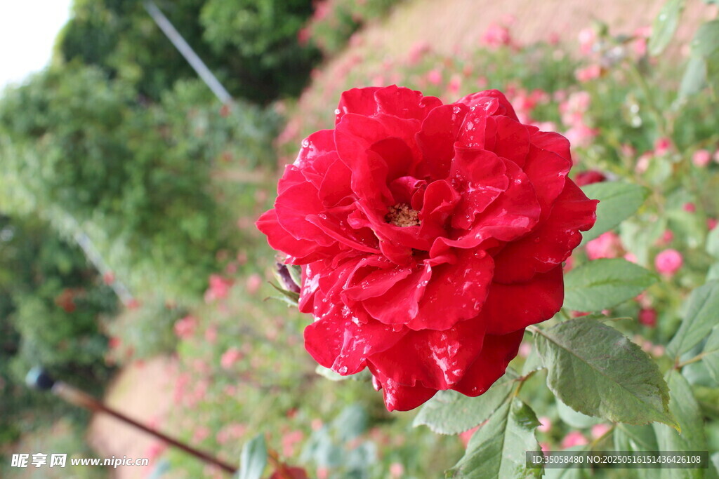月季花  