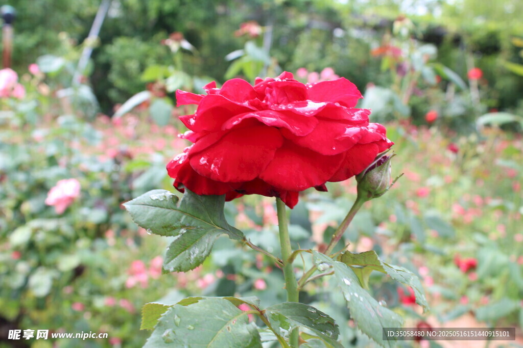月季花   蔷
