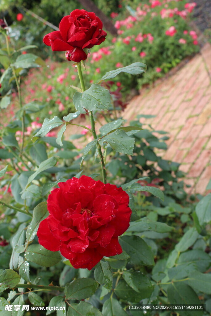 月季花 