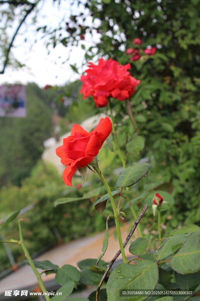 月季花 