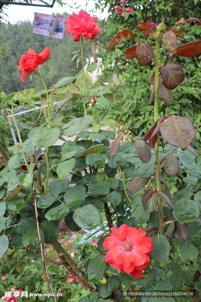 月季花  