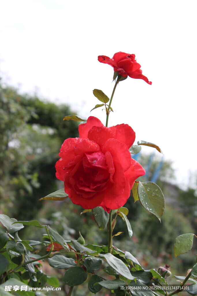 月季花  