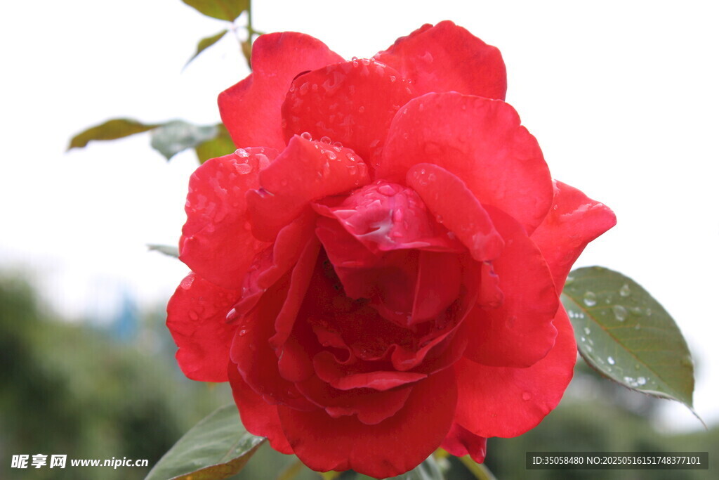 月季花  