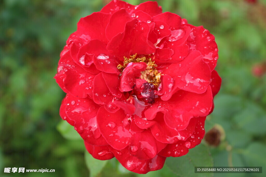 月季花 