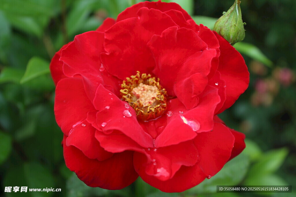 月季花 