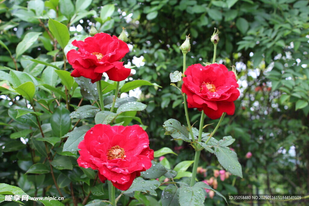 月季花 