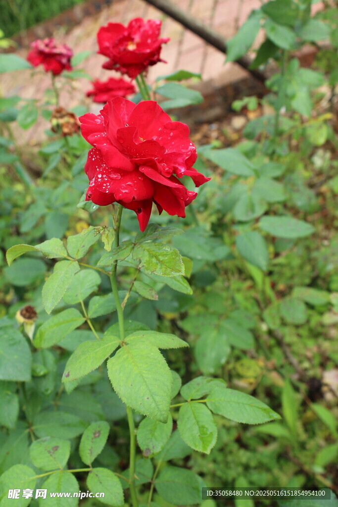 月季花  