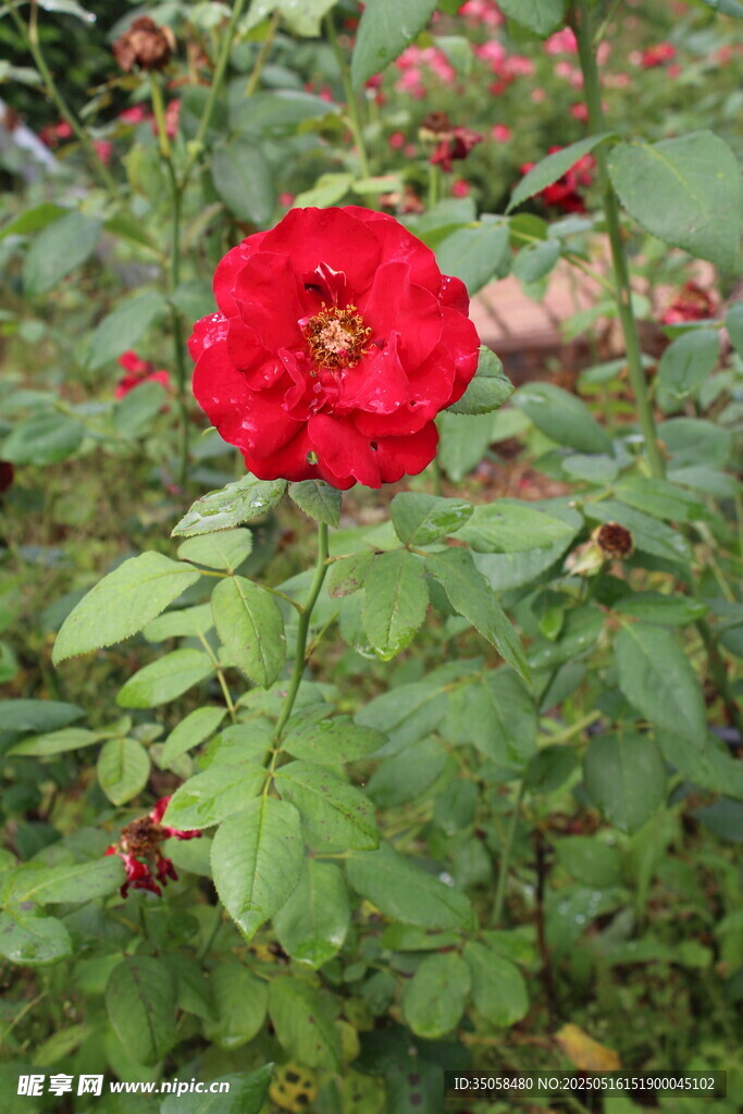 月季花 