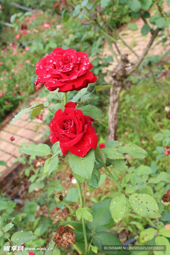 月季花  