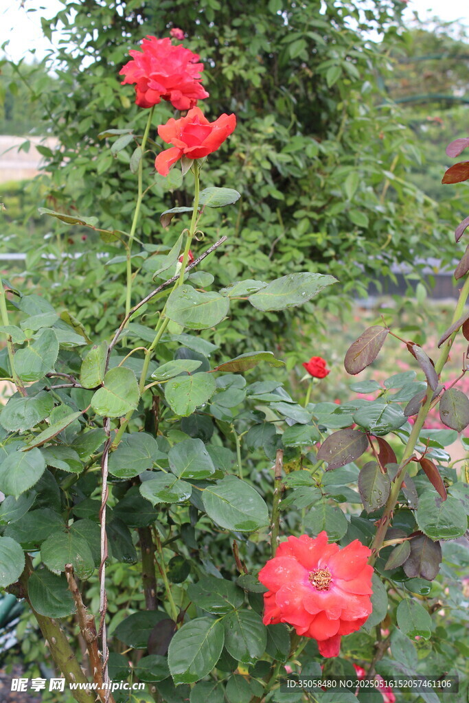 月季花  