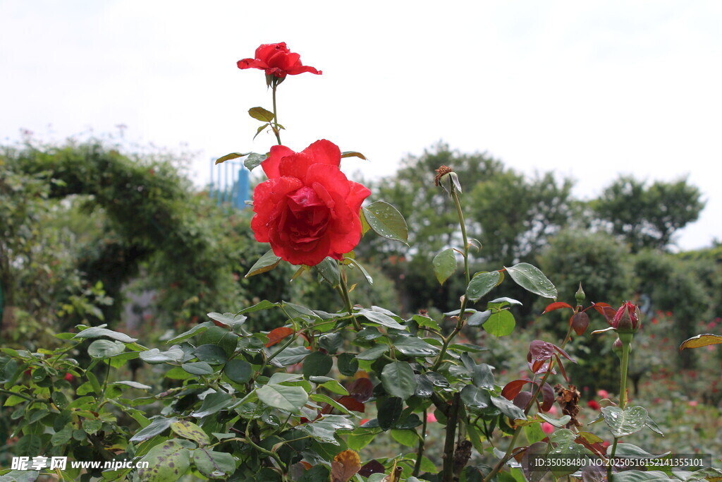 月季花 