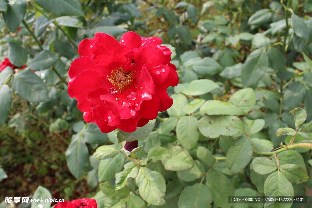 月季花  