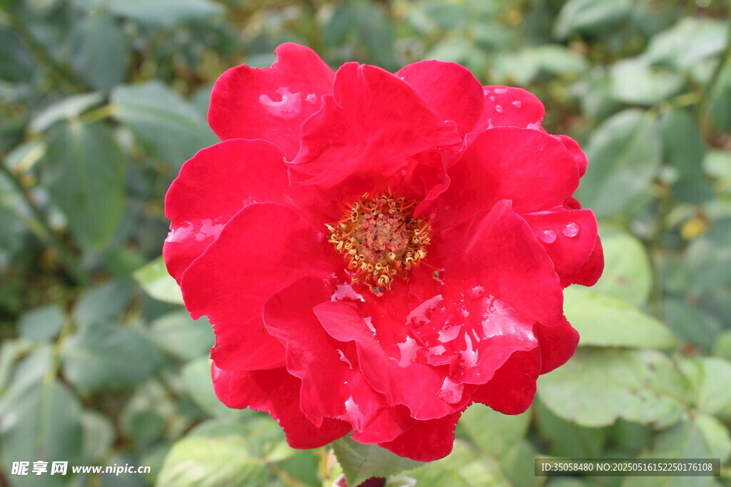 月季花 