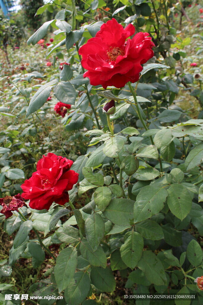 月季花  