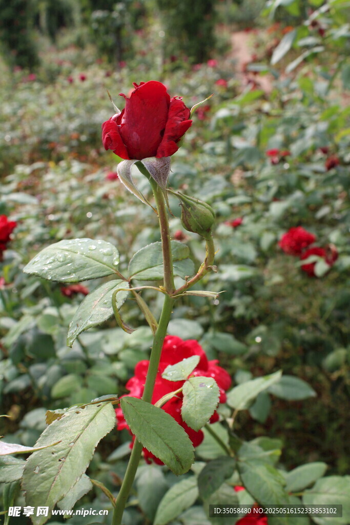 月季花  