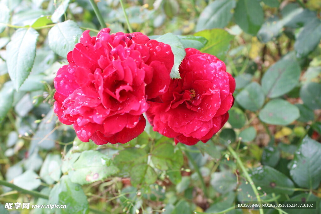 月季花  
