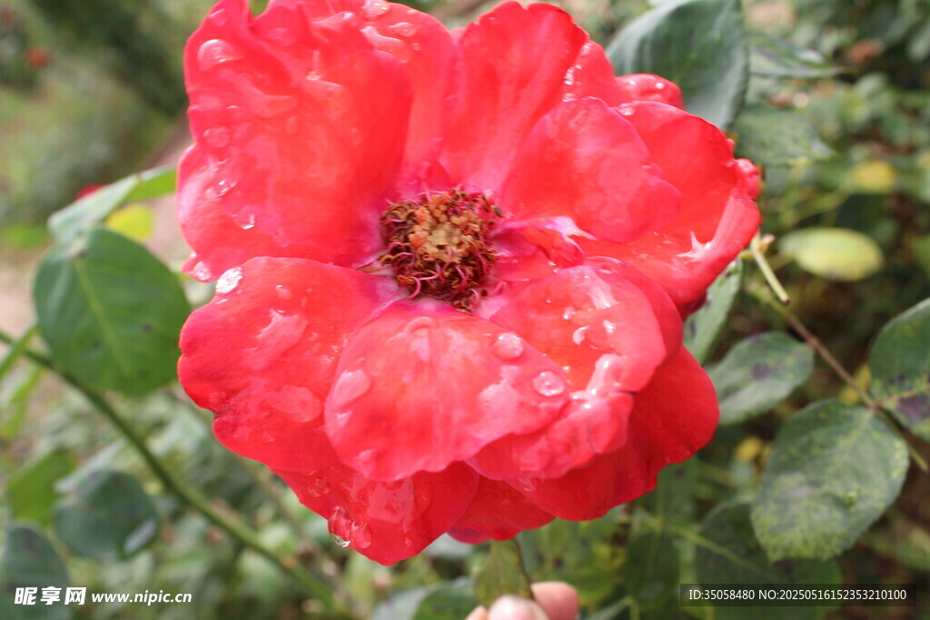月季花 