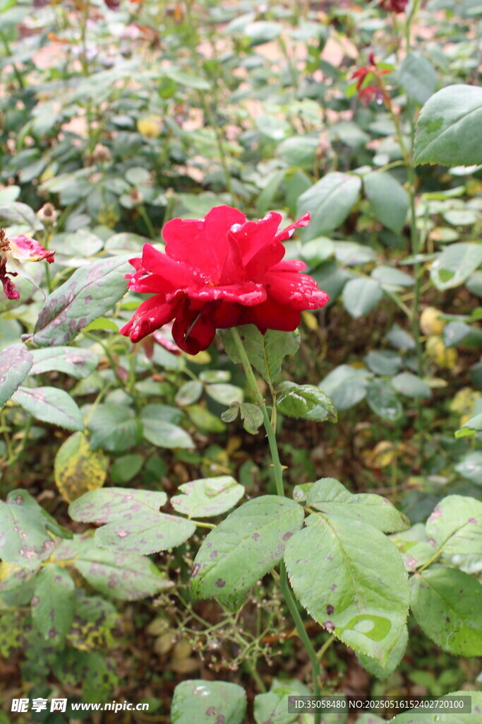 月季花 