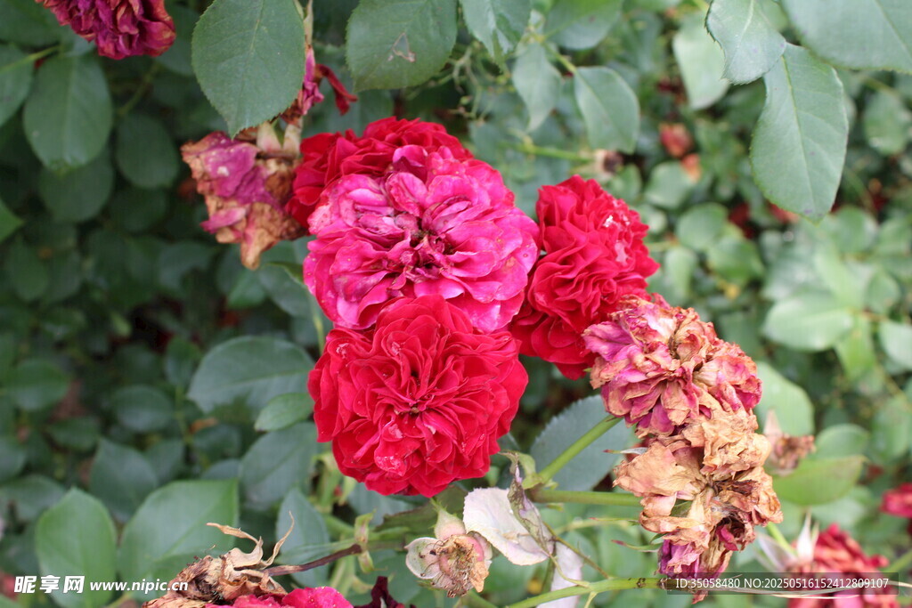 月季花  