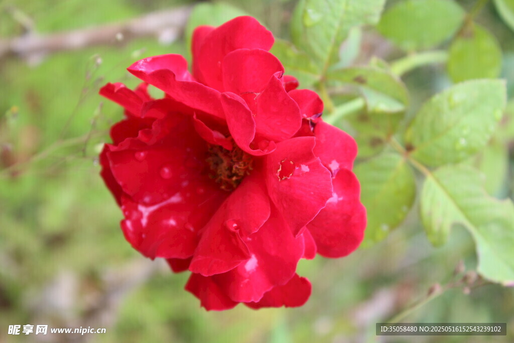 月季花  