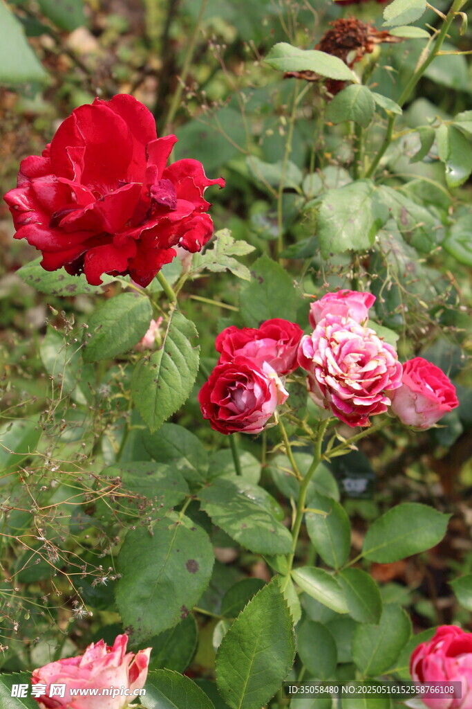 月季花 
