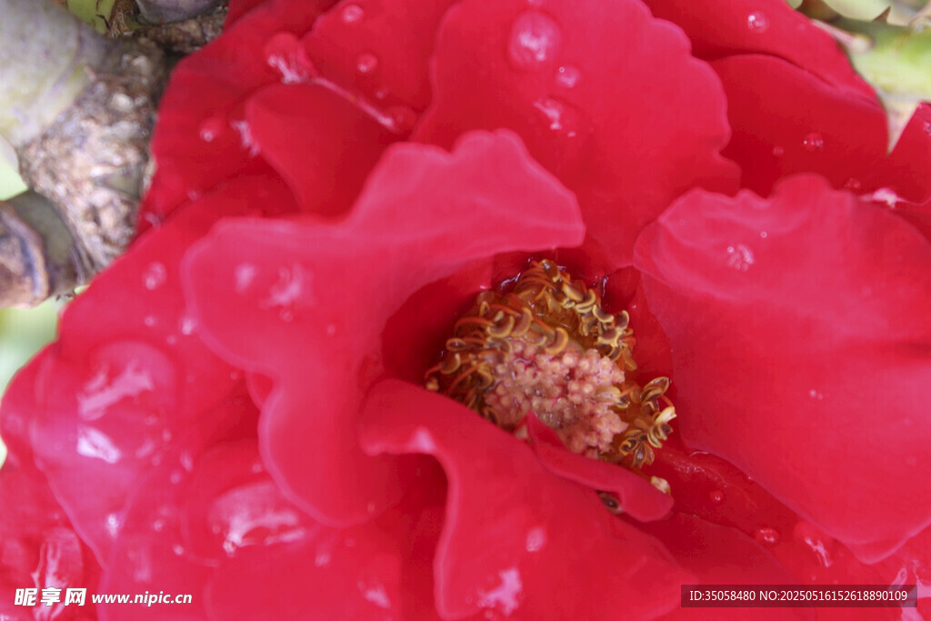 月季花 