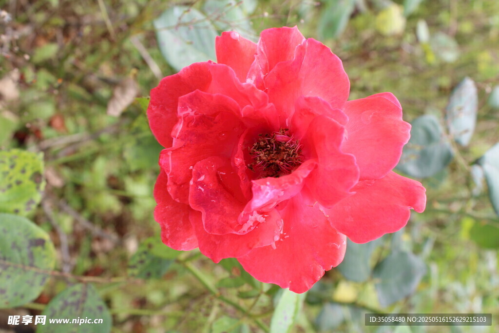 月季花 