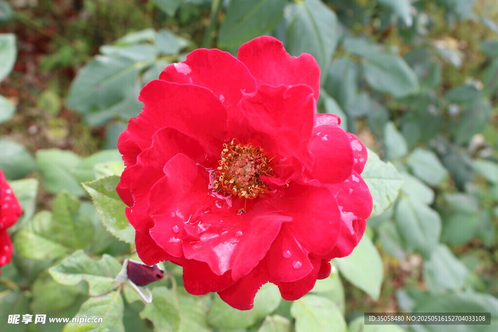 月季花  