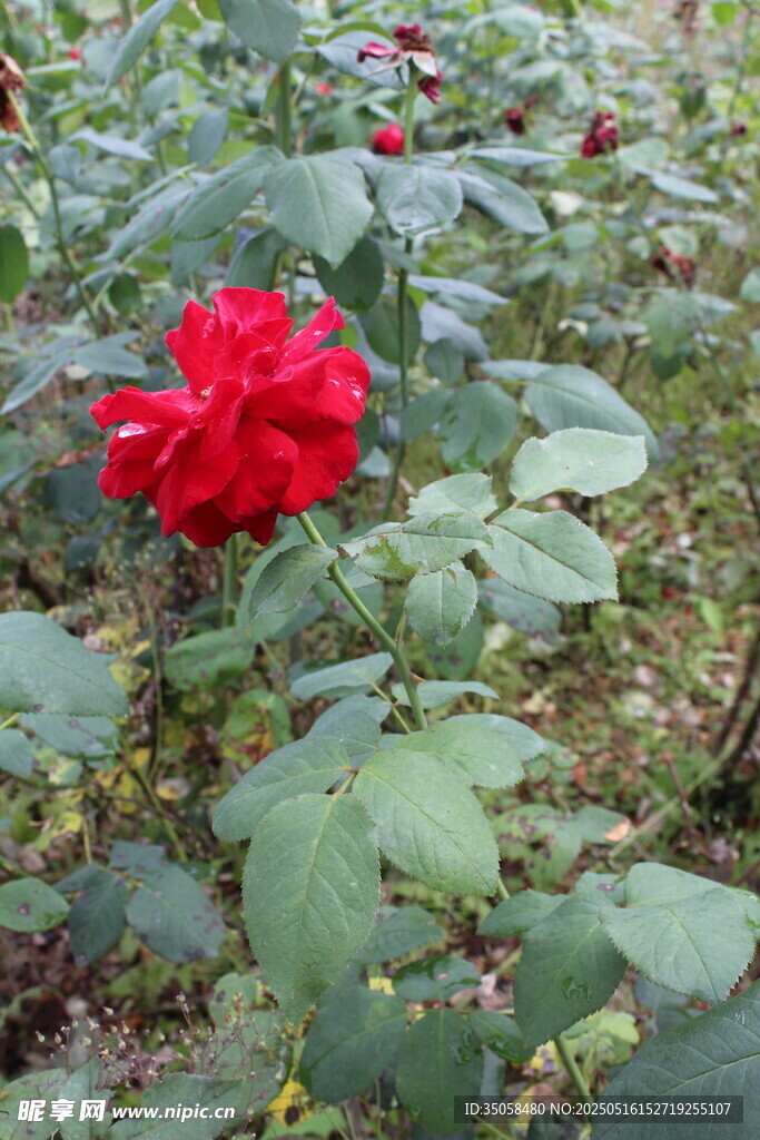 月季花 