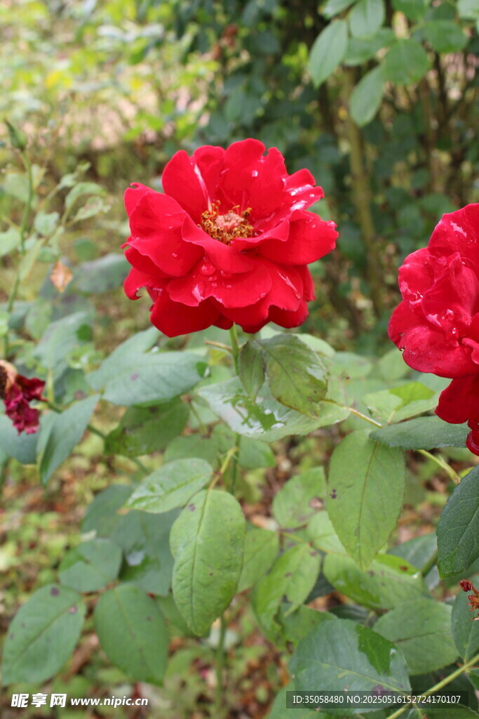 月季花 