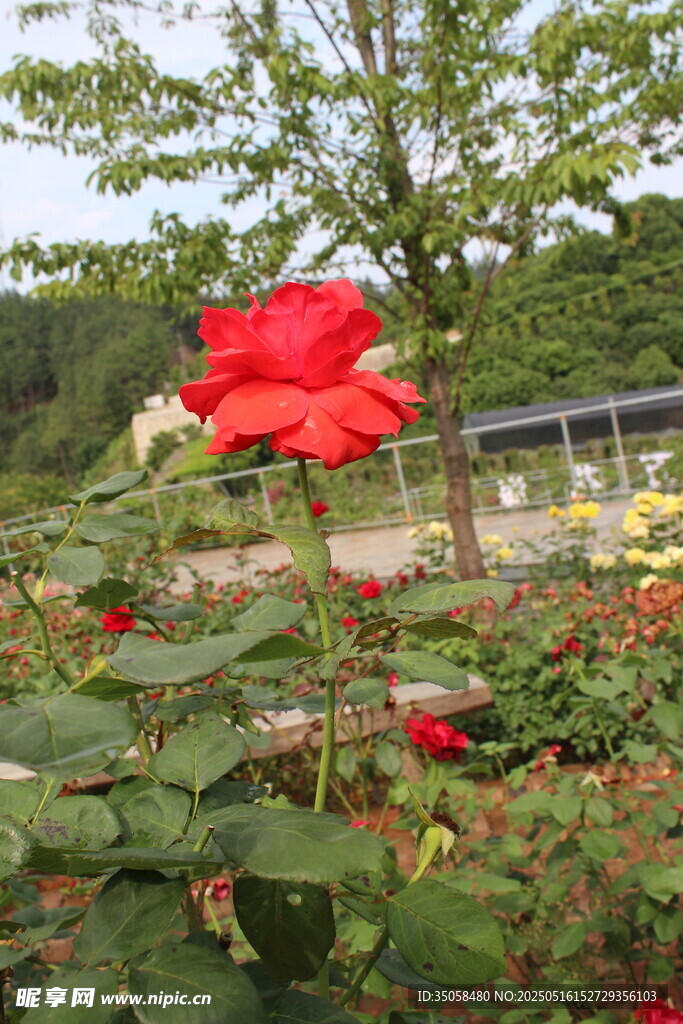 月季花  