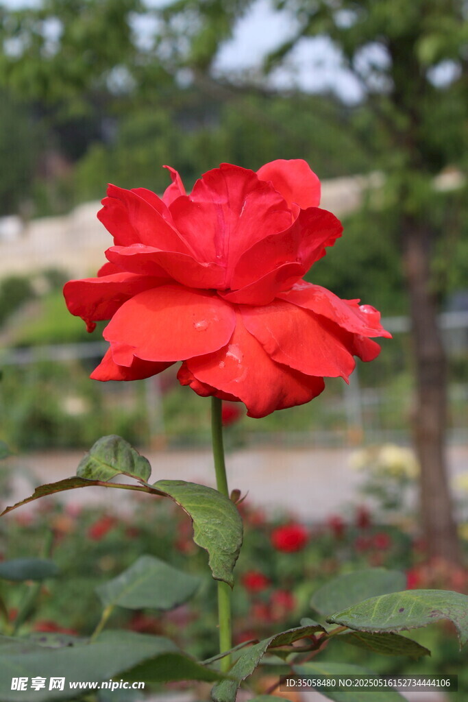 月季花  