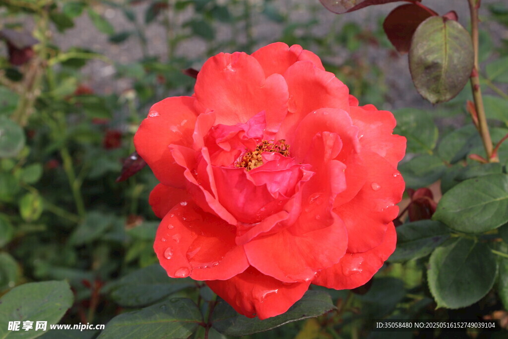 月季花 