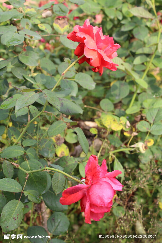 月季花 