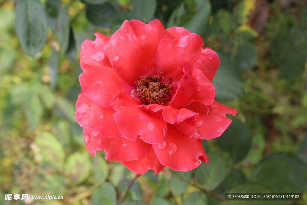 月季花 